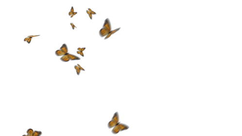 Monarch Butterflies 2
