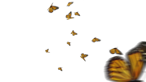 Monarch Butterflies 3