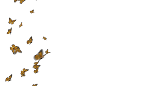 (4K) Monarch Butterflies 4