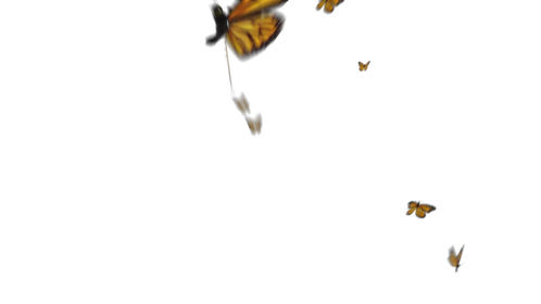 (4K) Monarch Butterflies 5