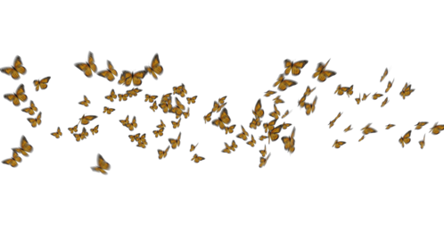 (4K) Monarch Butterflies 6
