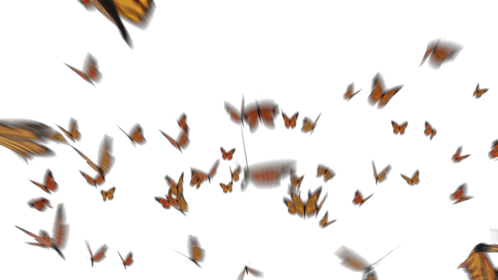 (4K) Monarch Butterflies 7