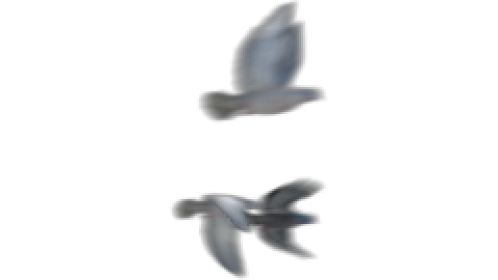 Pigeon Flock Flyby 5