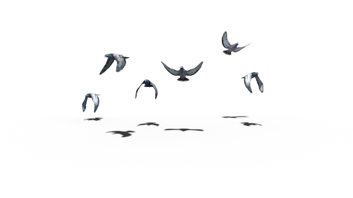 Pigeon Flock Flying Slomo
