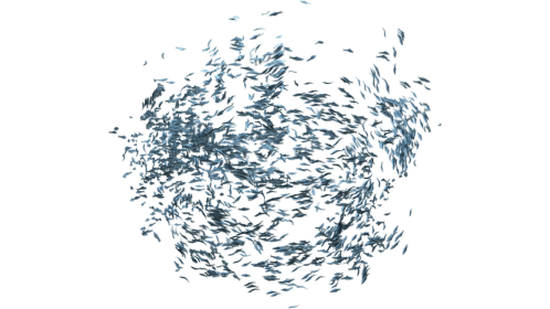Sardine School Orbiting 1