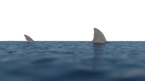 Shark Fin Above Water 1