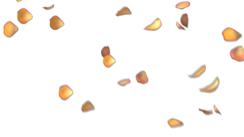 Rose Petals - Orange Hue 2