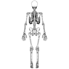 Anatomy Skeleton Back Line