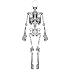 Anatomy Skeleton Back