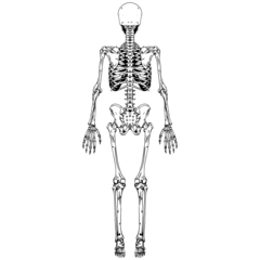 Anatomy Skeleton Back