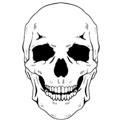 Anatomy Skeleton Skull
