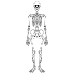 Anatomy Skeleton