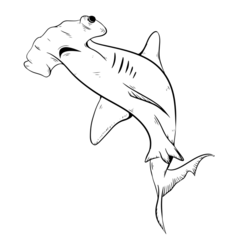Hammerhead Line Drawing