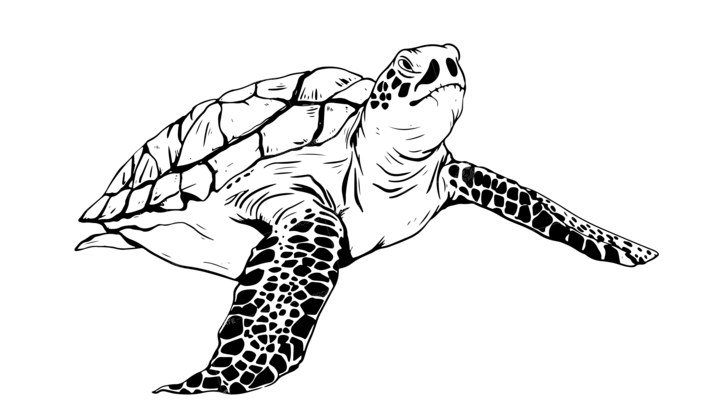 Tortoise Line Drawing