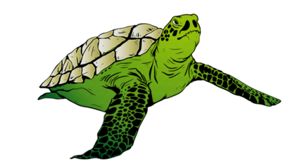 Sea Turtle Illustrated Green
