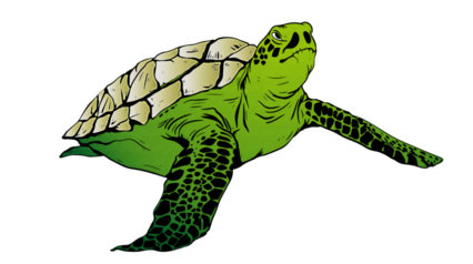 Sea Turtle Illustrated Green