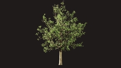 Ash Tree 1