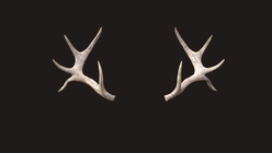 Large Antlers