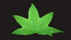 Sweetgum Tree Leaf 1